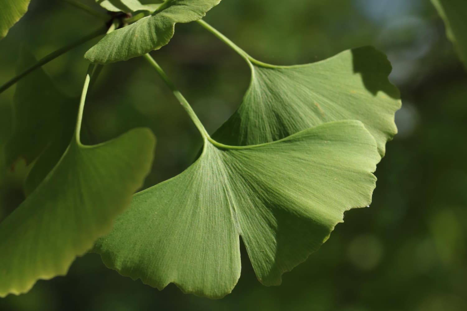 ginko-biloba
